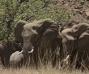 Elefanten in Namibia