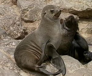 Robben an Namibia Küste